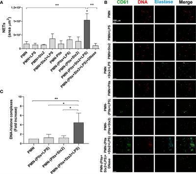 Neutrophil Extracellular Traps Induced by Shiga Toxin and Lipopolysaccharide-Treated Platelets Exacerbate Endothelial Cell Damage